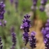 Lavandula angustifolia 'Loddon Blue' -- Lavendel